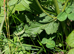 Salvia pratensis - Sauge des Prés