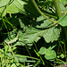 Salvia pratensis - Sauge des Prés