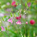 Pink flowers and flower bokeh