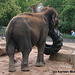 Elefantin Molly (Wilhelma)