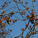 Prunus serrulata (3)