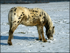 dappled pony in the snow