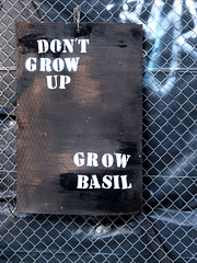 Grow Basil