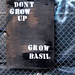 Grow Basil