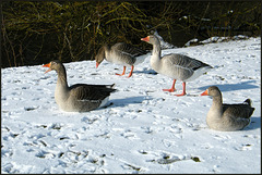 geese in the snow