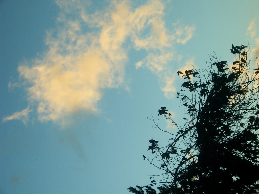 cloud & tree