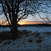 winter sunset by my tree