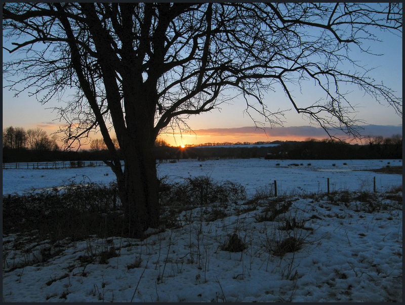 winter sunset by my tree