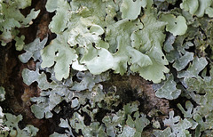 Lichen - Parmélies: sulcata dessous , caperata dessus