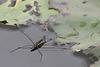 Käfer auf dem Seerosenteich (Wilhelma)