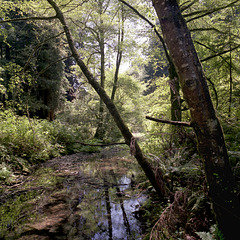 Peaceful Redwood Creek