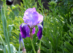 Iris germanica-002