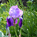 Iris germanica-002