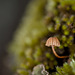 Micro Mini Mushroom