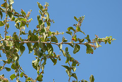 Sidarbaum (Ziziphus spina-christi)