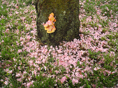 Sulfur Shelf on Cherry Tree in Spring