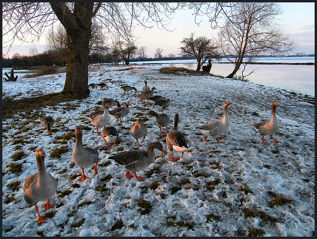 geese in winter