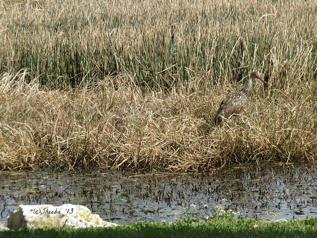 camouflage ..