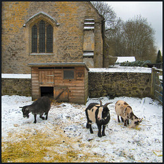 one two three...  goats in the snow
