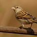 20070310-0485 House sparrow