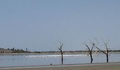Salton Sea Red Hill Marina Pelicans (0847a)