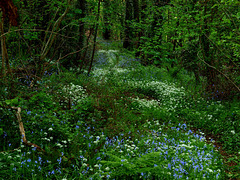 Bluebell Woods