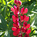 Red Lupin
