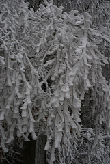 gbww[10] - close up hoar frost