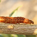 Broad-bordered Yellow Underwing Caterpillar Side