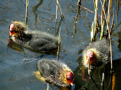 Coot Ducklings
