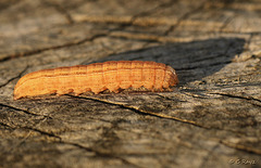 Unknown Noctuidae Caterpillar Side