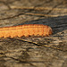 Unknown Noctuidae Caterpillar Side