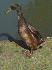 Indian Running Duck