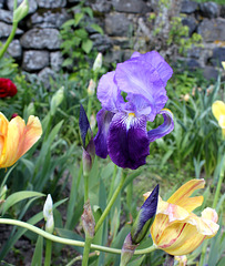 Iris germanica-003