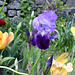 Iris germanica-003