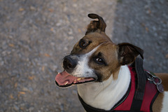 Jack Russell Terrier Rico DSC02312.jpg