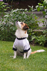 Jack Russell Terrier Clifford DSC02285.jpg
