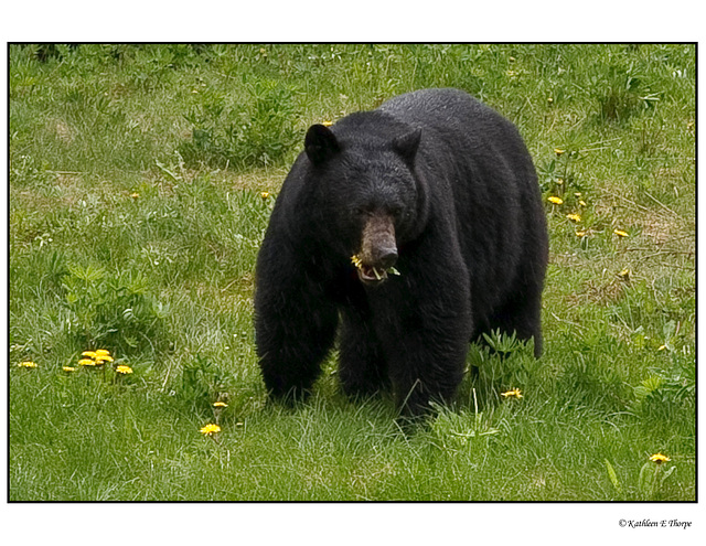 Black bear dining on yellow flowers