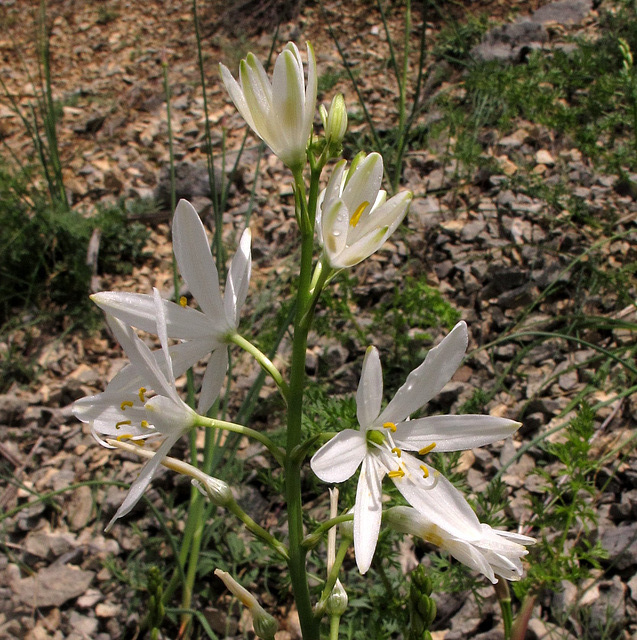 Anthericum liliago = Phalangère (Liliacées) (Lot, France)
