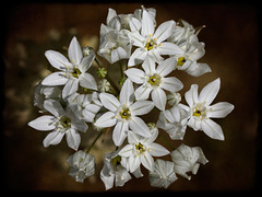 156/365: "Flowers are love's truest language." ~ Park Benjamin, Sr. (White Cluster Lily)