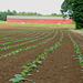 Tobacco field
