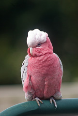 One of the local galahs