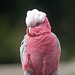 One of the local galahs