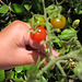 Our first cherry tomatoes