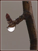 forest reflections in a raindrop