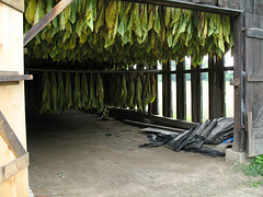 Tobacco Barn Inside