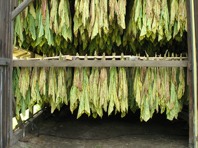 Tobacco Drying #2