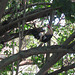 Rooster in a Tree