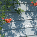 Trumpet Vines with Shadows