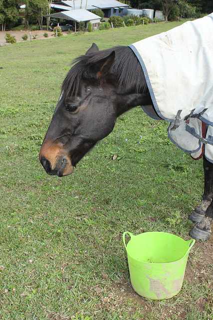 Friendly Horse near Eumundi